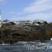 lighthouse_island_seal_machias_h_2265_can1383.jpg